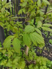 Acer negundo