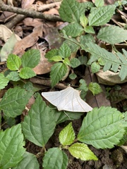 Ourapteryx sambucaria