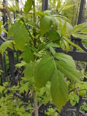 Acer negundo