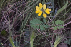 Securigera securidaca