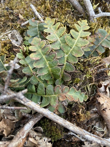 Asplenium ceterach image