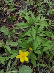 Anemonoides ranunculoides