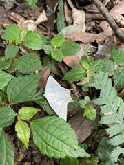 Ourapteryx sambucaria