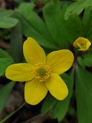 Anemonoides ranunculoides