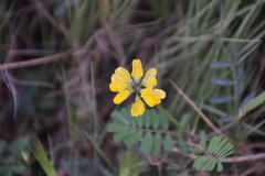 Securigera securidaca