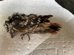 Melanerpes carolinus