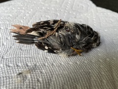 Melanerpes carolinus