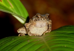 Ingerophrynus divergens