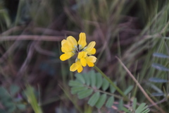 Securigera securidaca