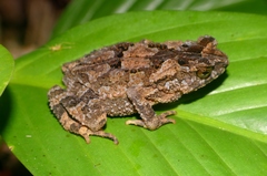Ingerophrynus divergens
