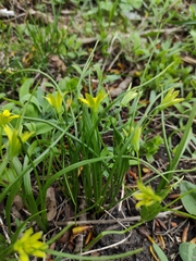Gagea minima