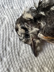 Melanerpes carolinus