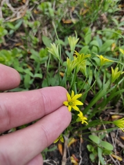 Gagea minima