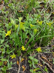 Gagea minima