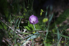 Calochortus uniflorus