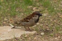 Passer domesticus