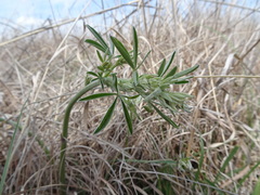 Pediomelum tenuiflorum