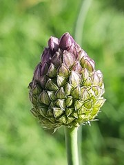 Allium