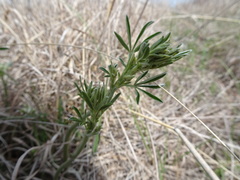 Pediomelum tenuiflorum