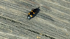 Glischrochilus hortensis