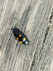 Glischrochilus hortensis