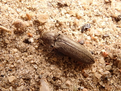 Cidnopus aeruginosus