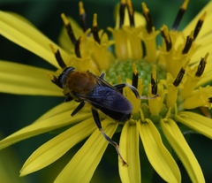 Pterallastes thoracicus