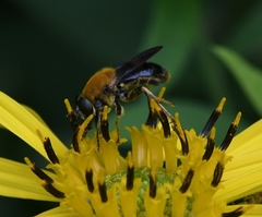 Pterallastes thoracicus