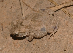 Ingerophrynus macrotis