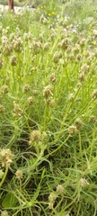 Plantago sempervirens