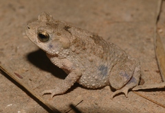 Ingerophrynus macrotis