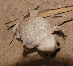Ingerophrynus macrotis