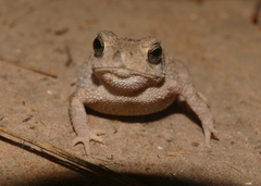 Ingerophrynus macrotis