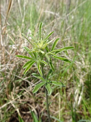 Pediomelum tenuiflorum