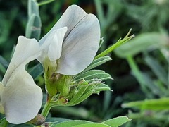 Vicia grandiflora