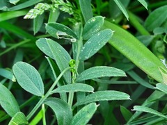 Vicia grandiflora