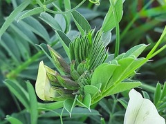 Vicia grandiflora