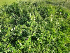 Vicia grandiflora