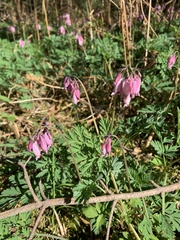 Dicentra formosa