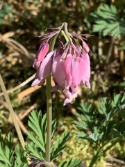 Dicentra formosa