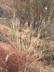 Melinis repens repens