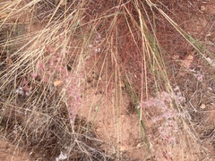 Melinis repens repens