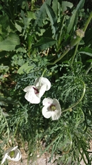 Papaver dubium austromoravicum
