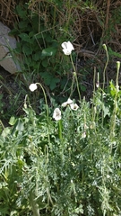 Papaver dubium austromoravicum