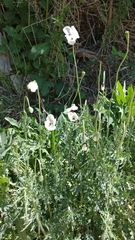 Papaver dubium austromoravicum