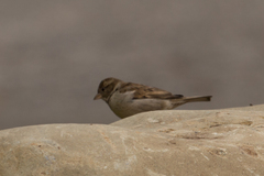 Passer domesticus