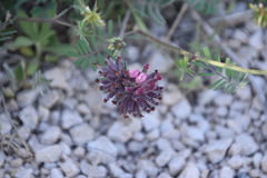 Anthyllis vulneraria rubriflora