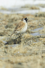 Montifringilla davidiana