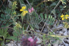 Anthyllis vulneraria rubriflora