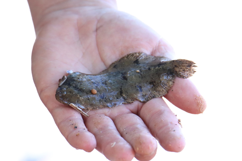 Mottled Sole